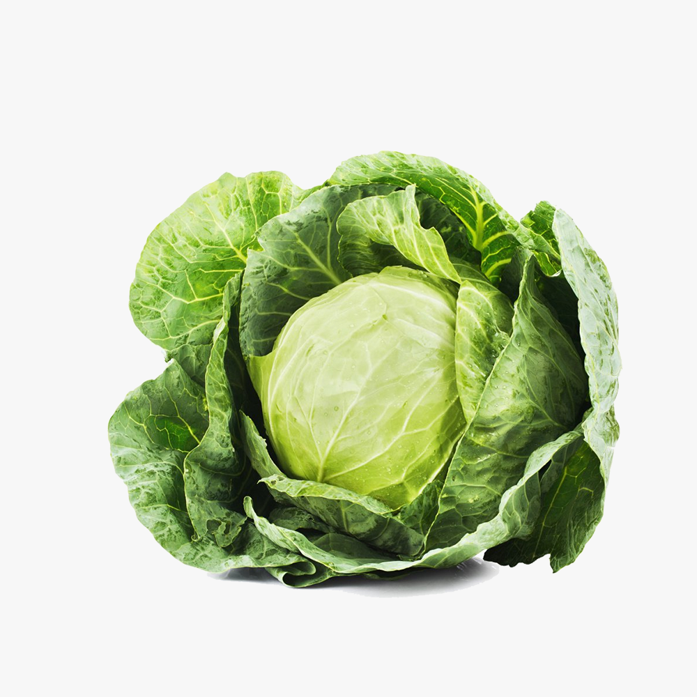 Organic_components_11